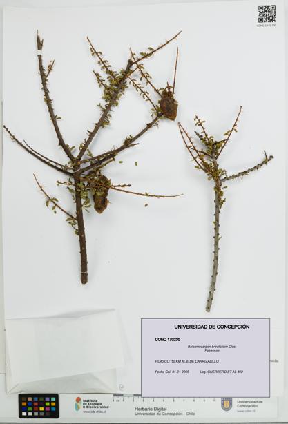 Balsamocarpon brevifolium [Espécimen: UDEC:CONC:0170230]