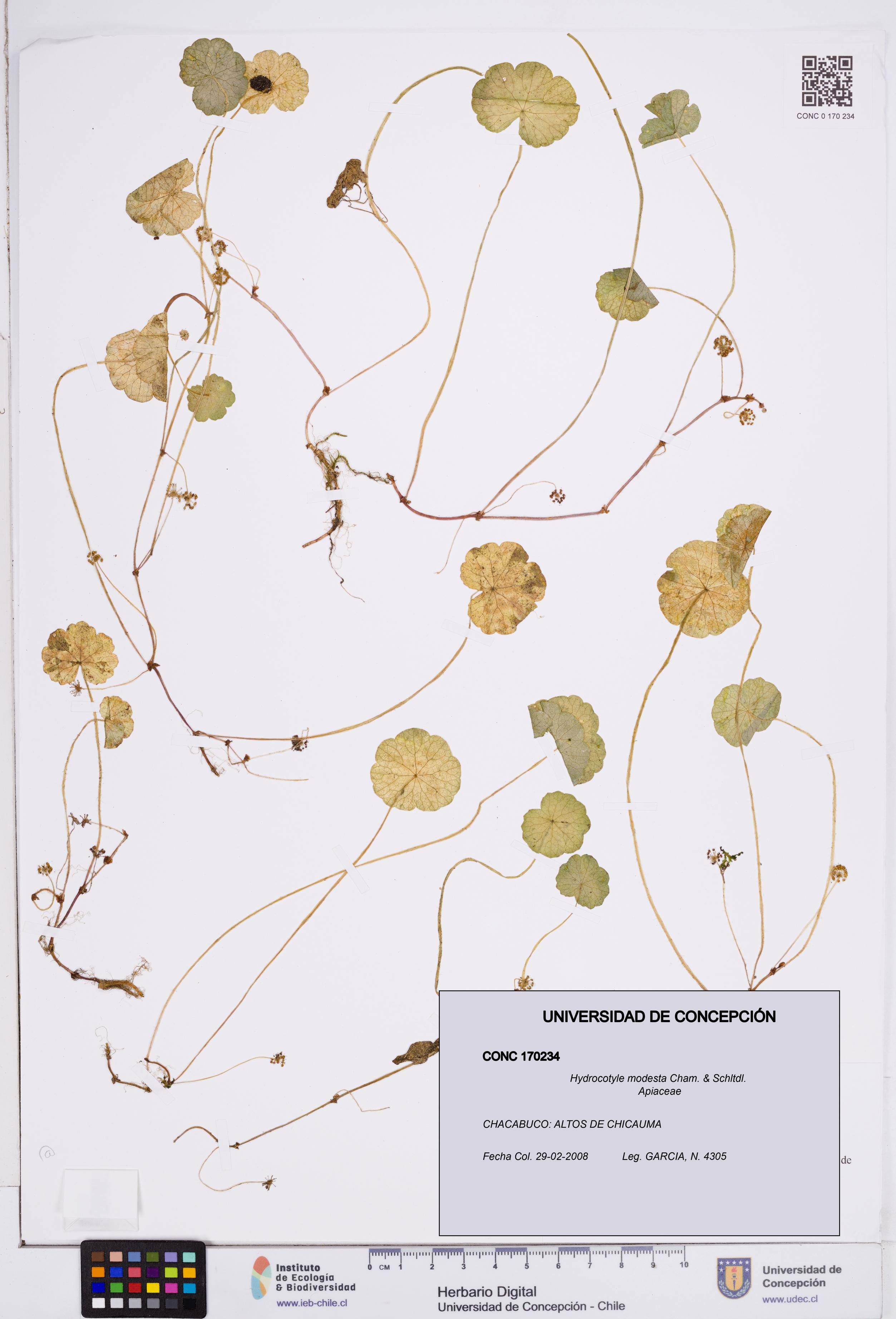 Hydrocotyle modesta [Espécimen: ]
