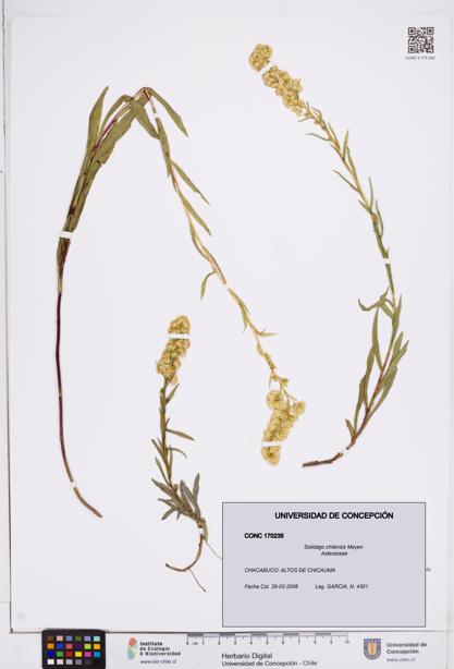 Solidago chilensis [Espécimen: ]