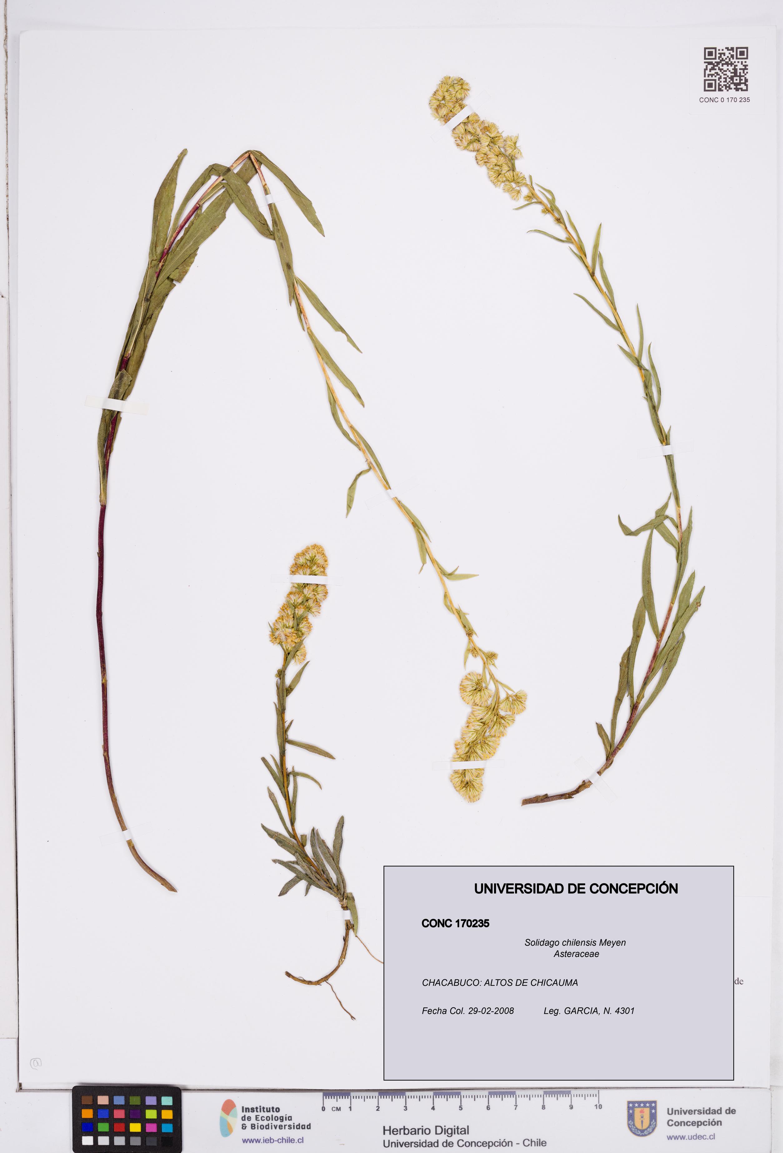 Solidago chilensis [Espécimen: ]