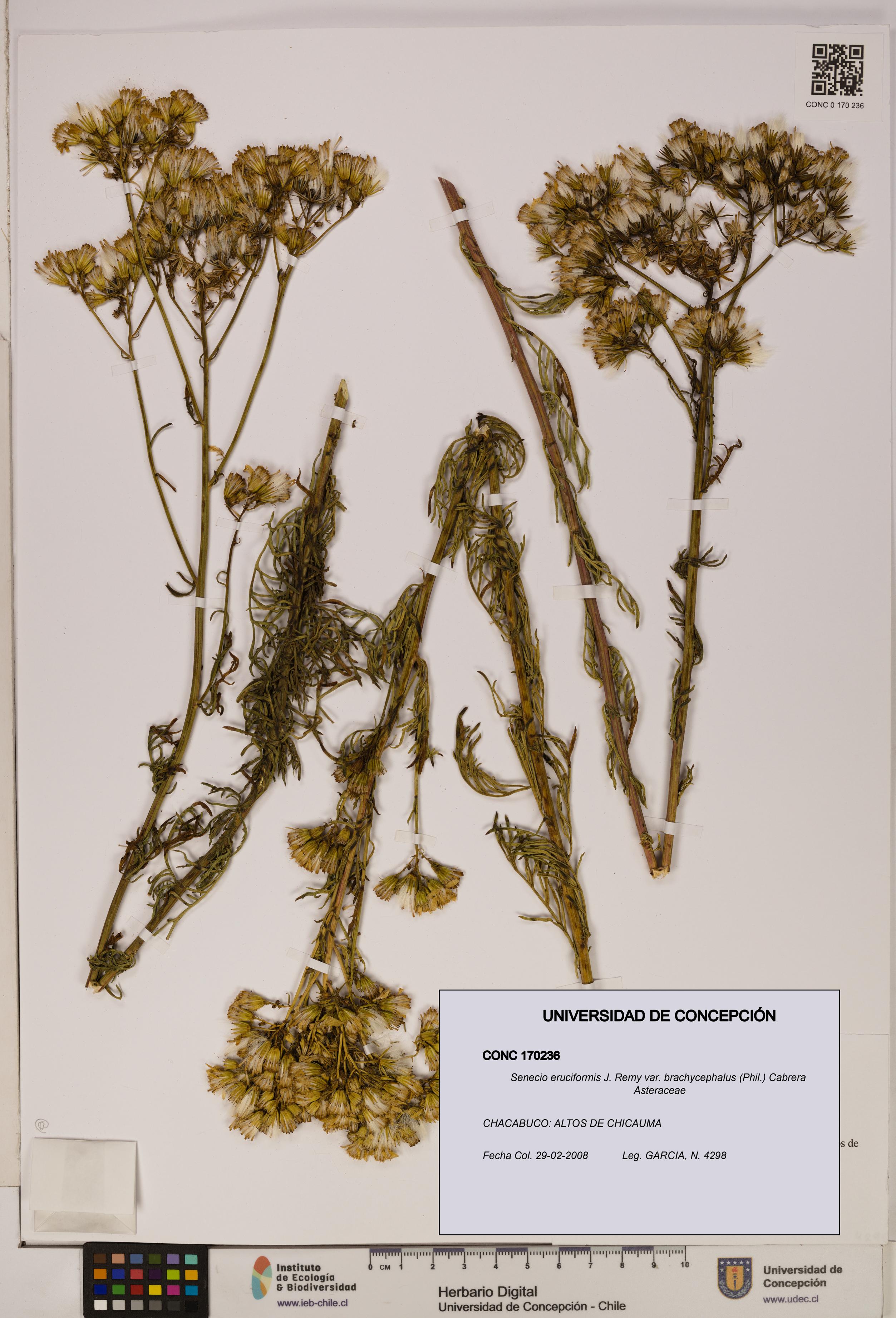 Senecio eruciformis var. brachycephalus [Espécimen: UDEC:CONC:0170236]