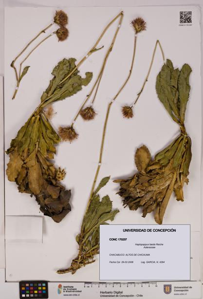 Haplopappus taeda [Espécimen: UDEC:CONC:0170237]