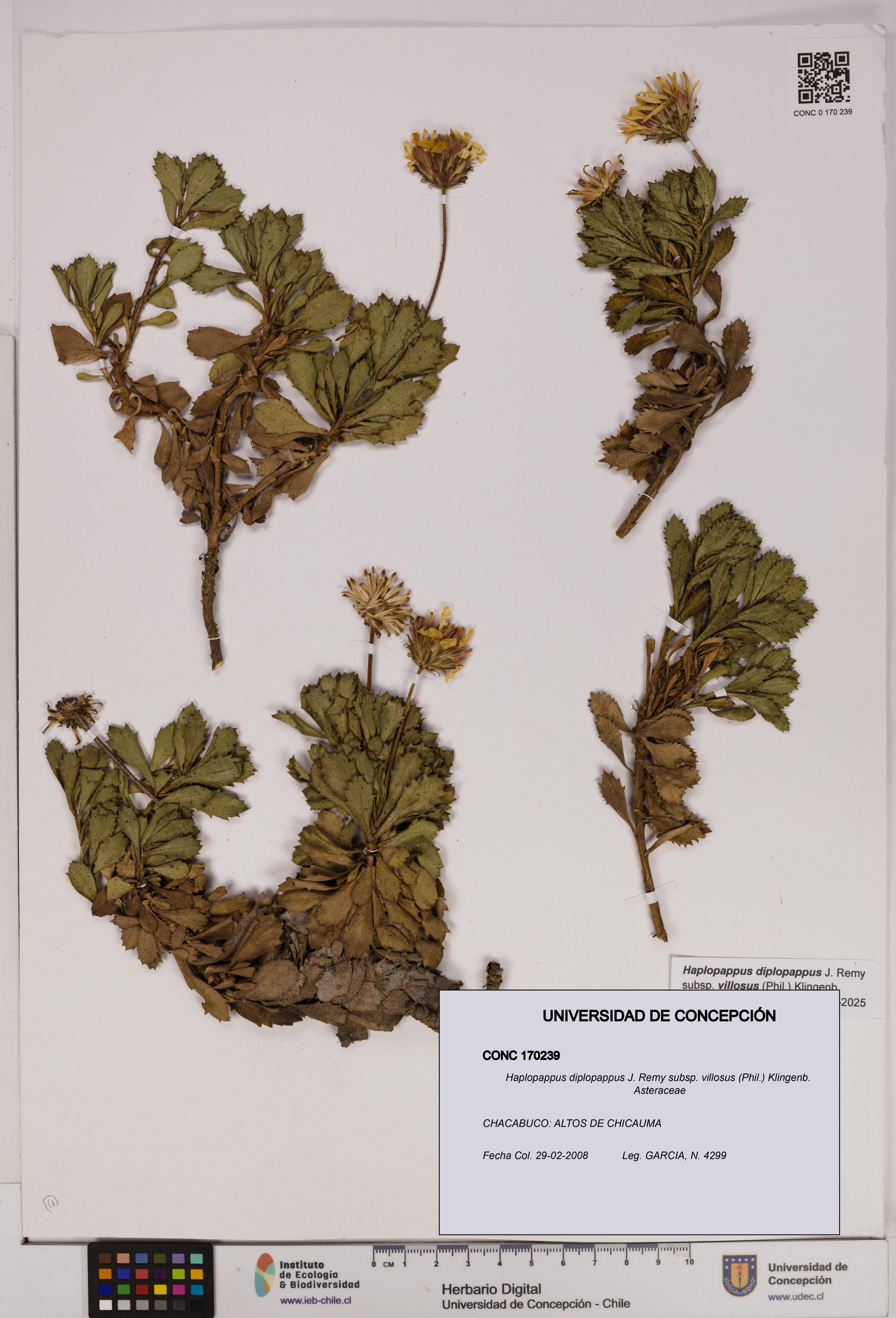 Haplopappus diplopappus subsp. villosus [Espécimen: UDEC:CONC:0170239]