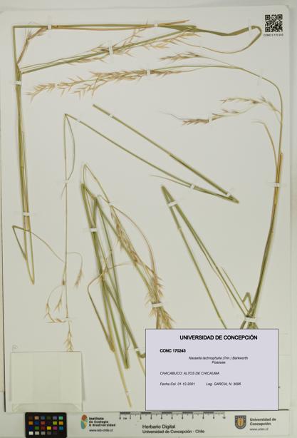 Nassella lachnophylla [Espécimen: UDEC:CONC:0170243]