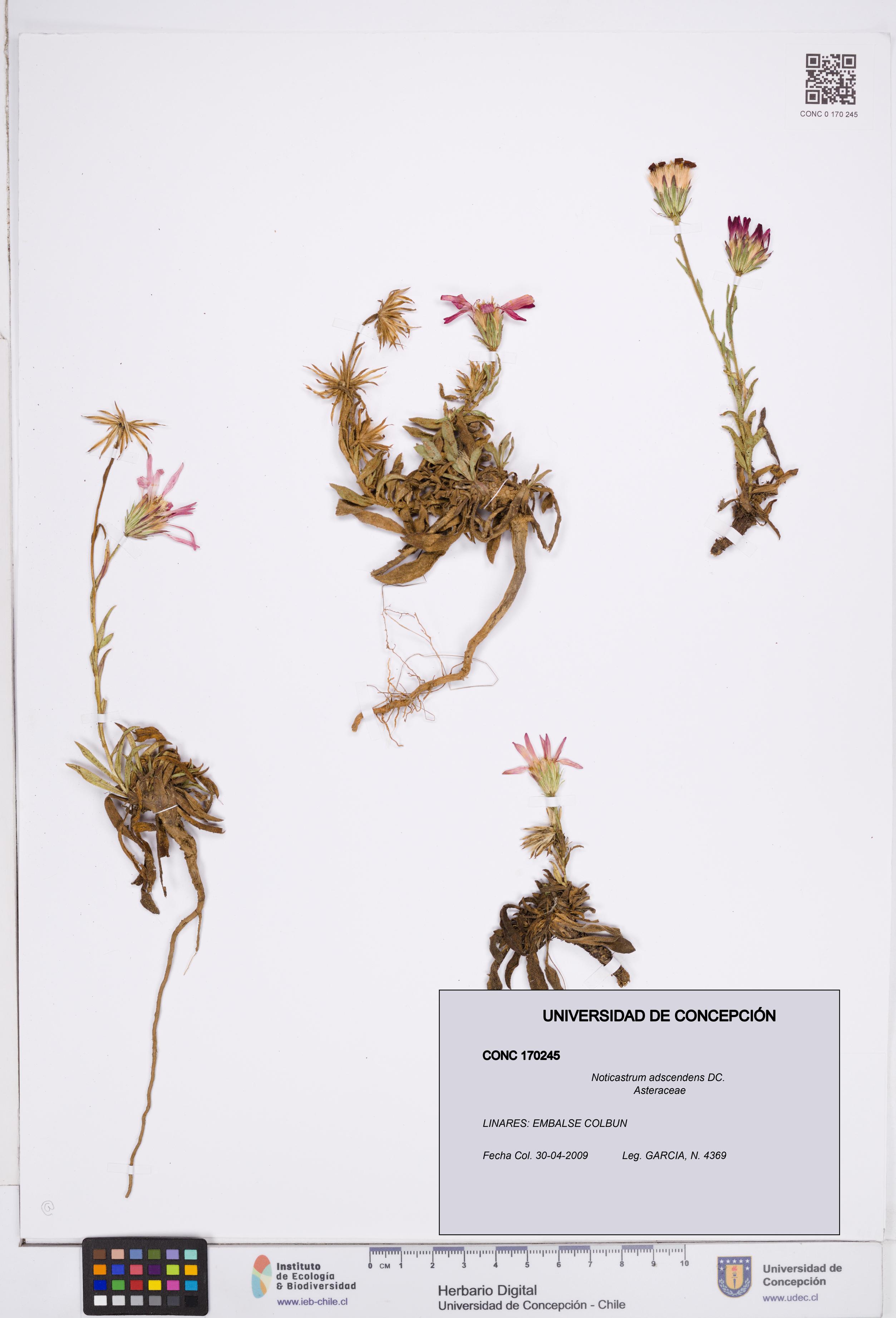 Noticastrum adscendens [Espécimen: ]