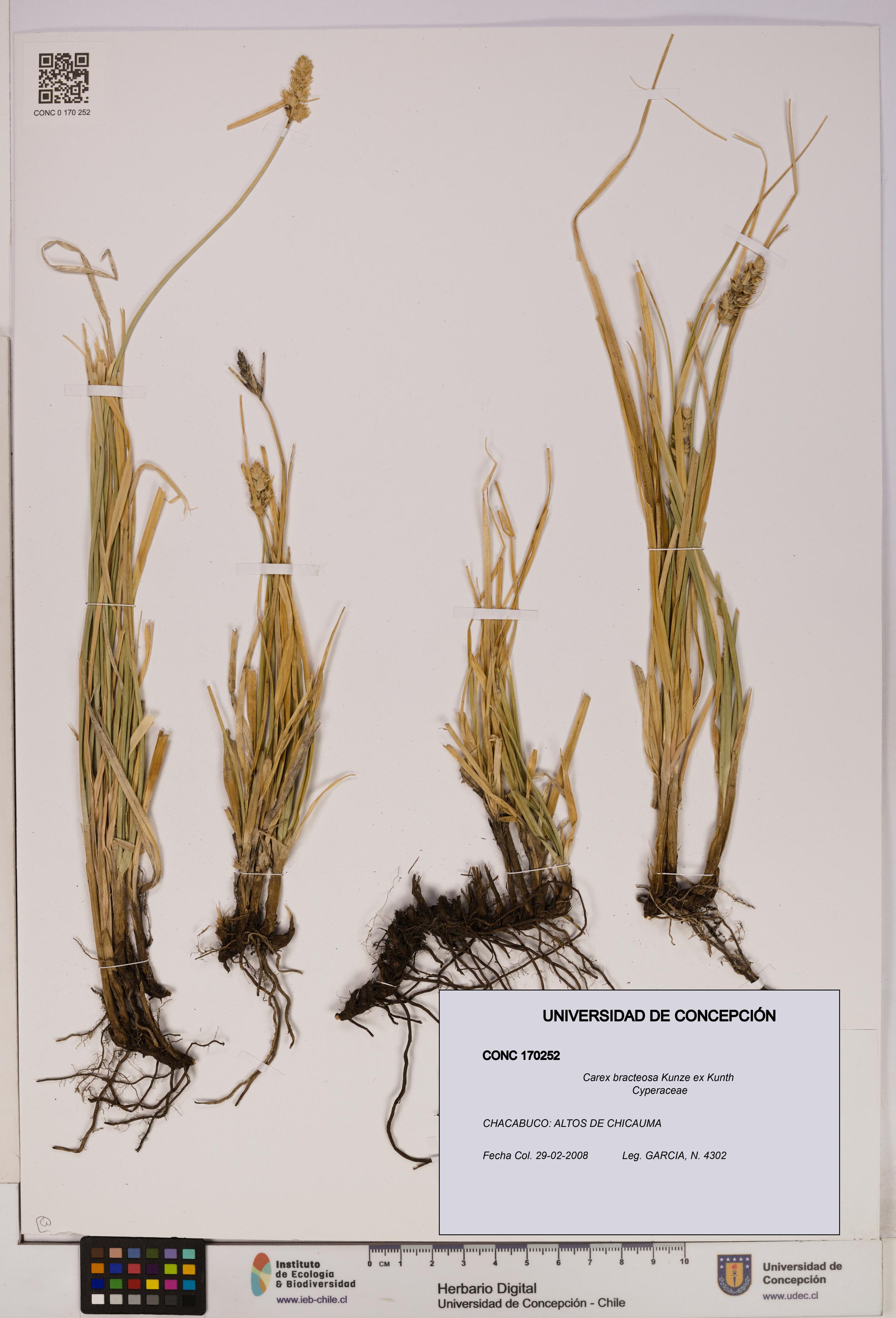 Carex bracteosa [Espécimen: UDEC:CONC:0170252]