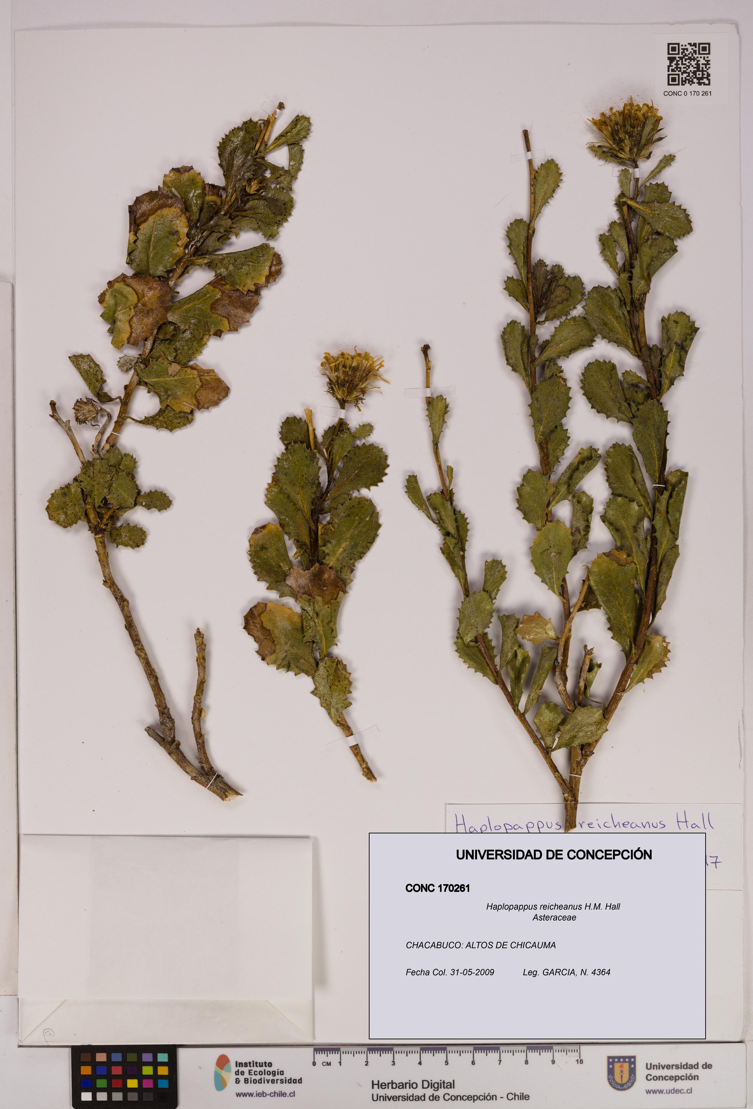 Haplopappus reicheanus [Espécimen: UDEC:CONC:0170261]