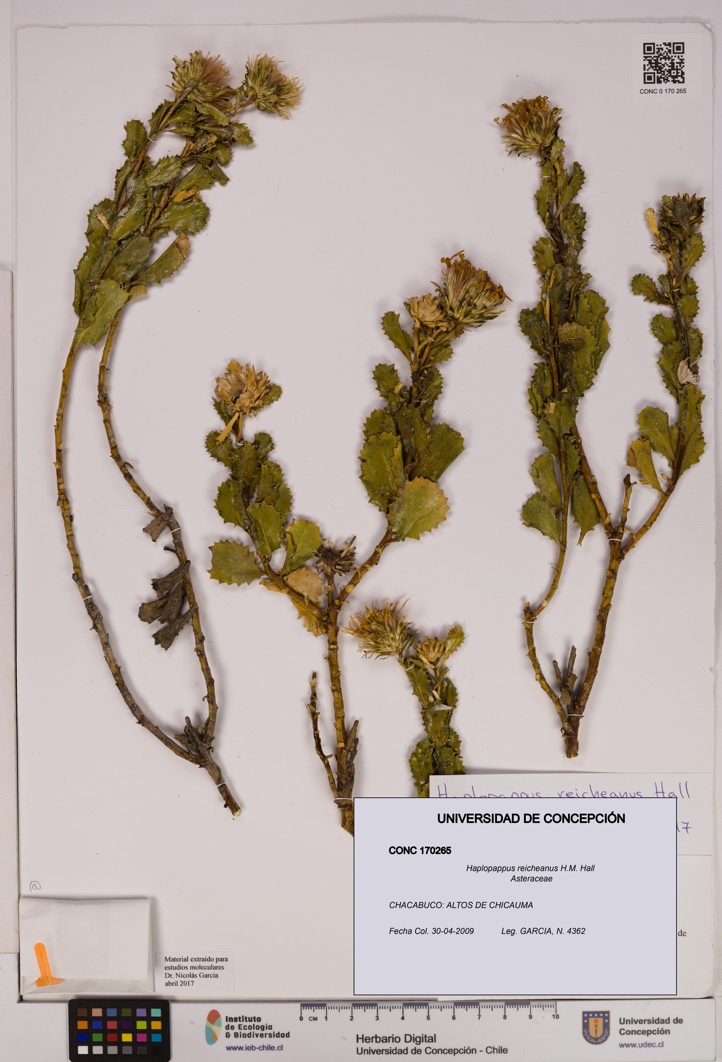 Haplopappus reicheanus [Espécimen: UDEC:CONC:0170265]