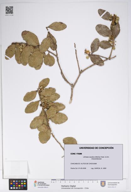 Lithraea caustica [Espécimen: UDEC:CONC:0170266]