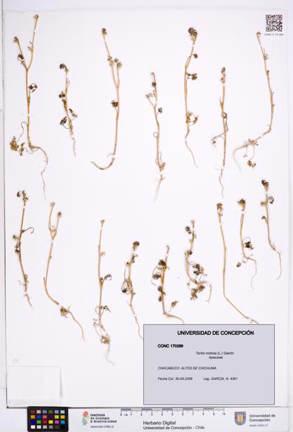 Torilis nodosa [Espécimen: ]