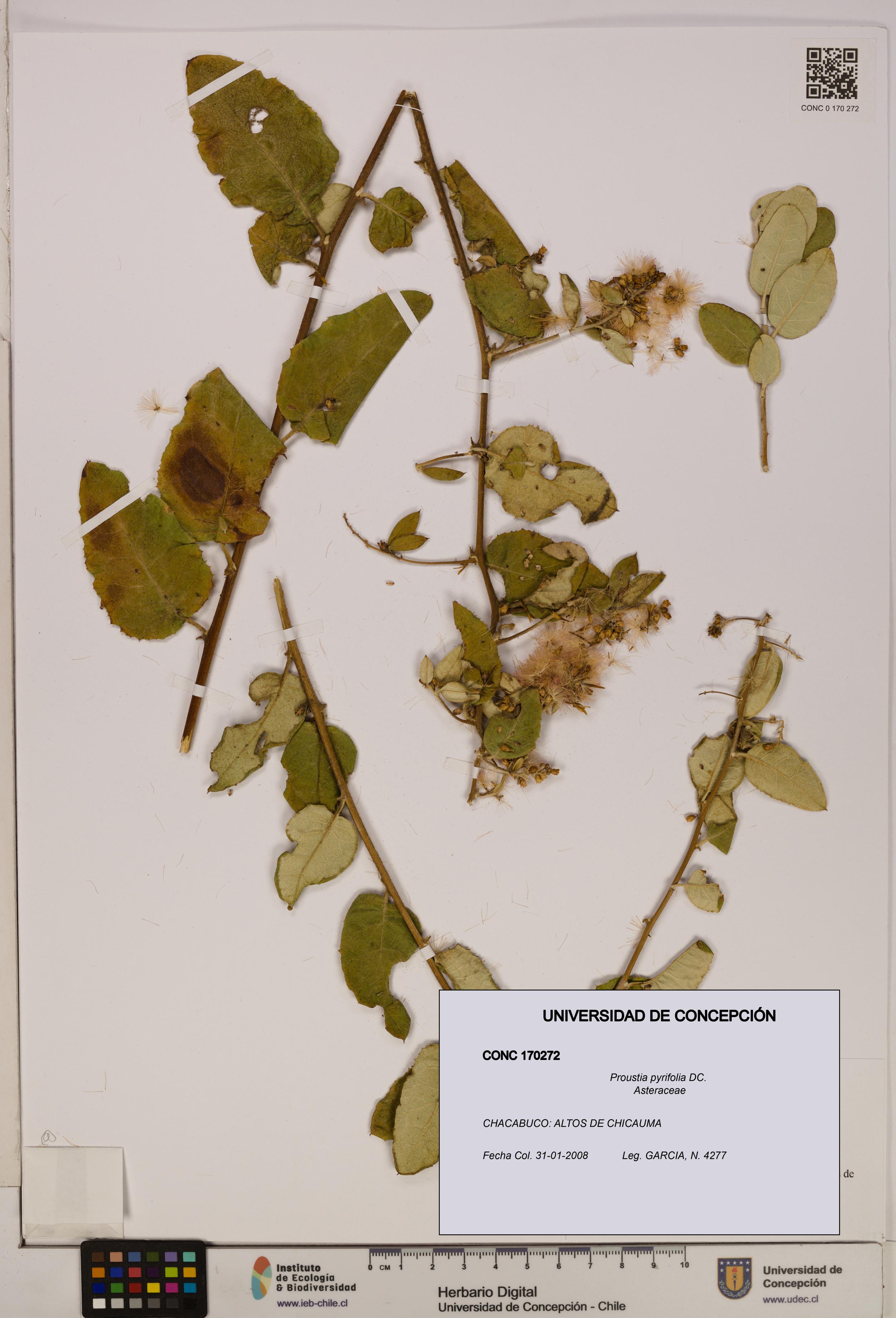 Proustia pyrifolia [Espécimen: UDEC:CONC:0170272]