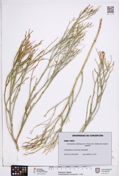 Gymnophyton isatidicarpum [Espécimen: ]