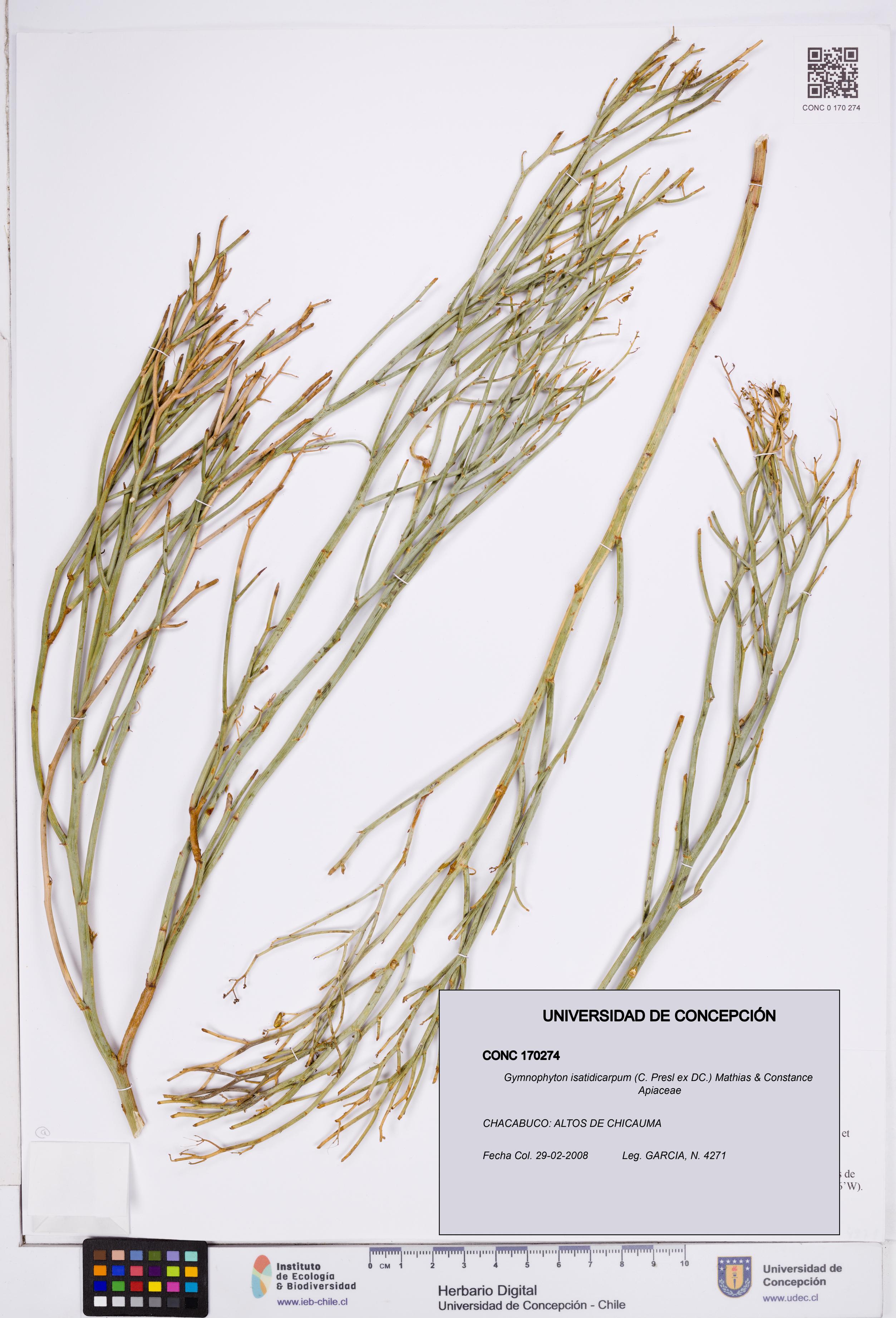 Gymnophyton isatidicarpum [Espécimen: ]