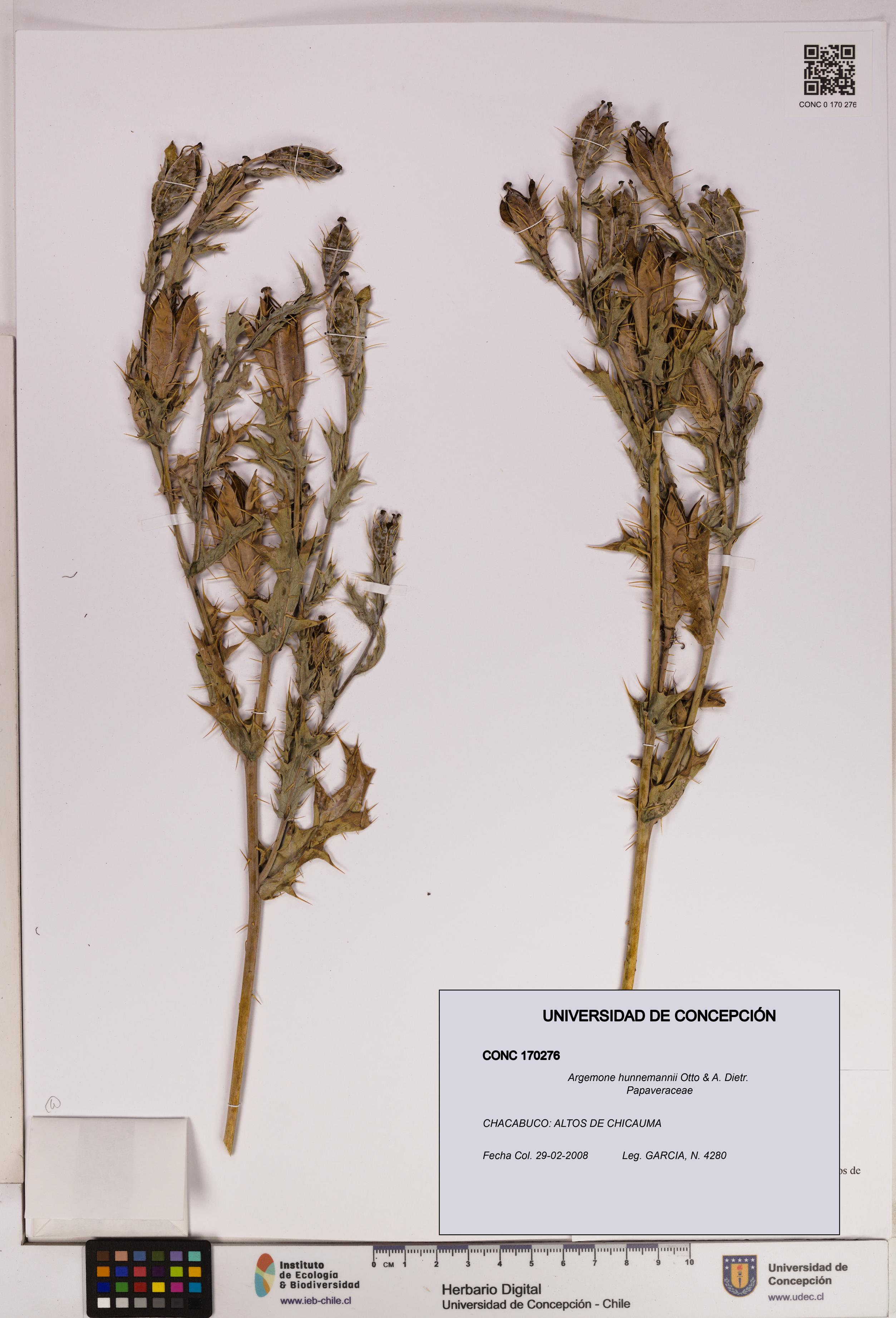 Argemone hunnemannii [Espécimen: UDEC:CONC:0170276]