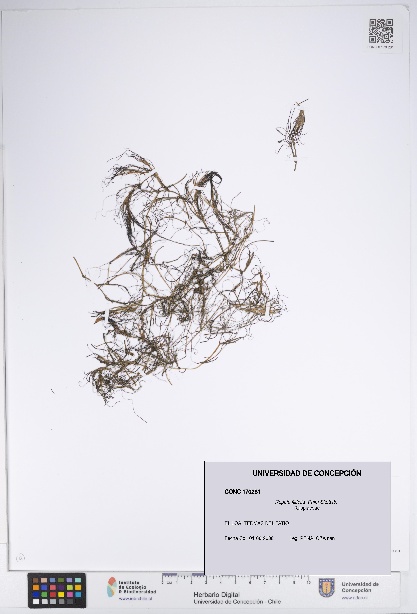 Ruppia filifolia [Espécimen: UDEC:CONC:0170281]
