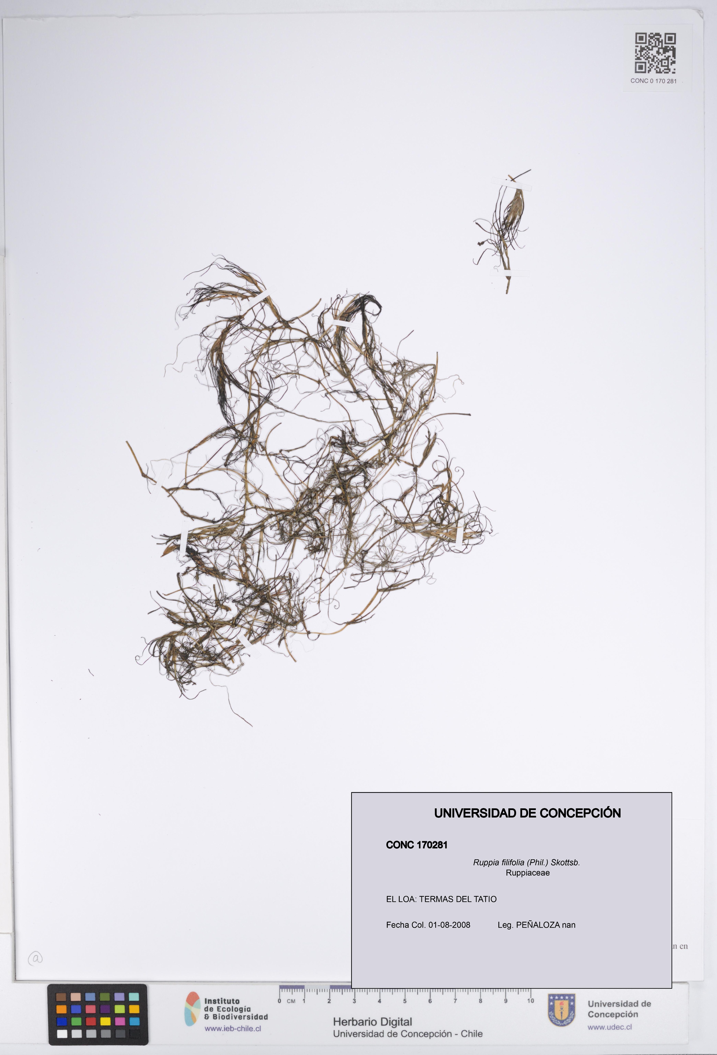 Ruppia filifolia [Espécimen: UDEC:CONC:0170281]
