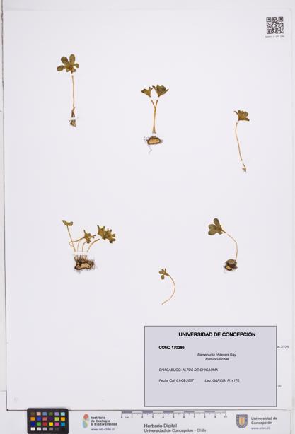 Barneoudia chilensis [Espécimen: ]