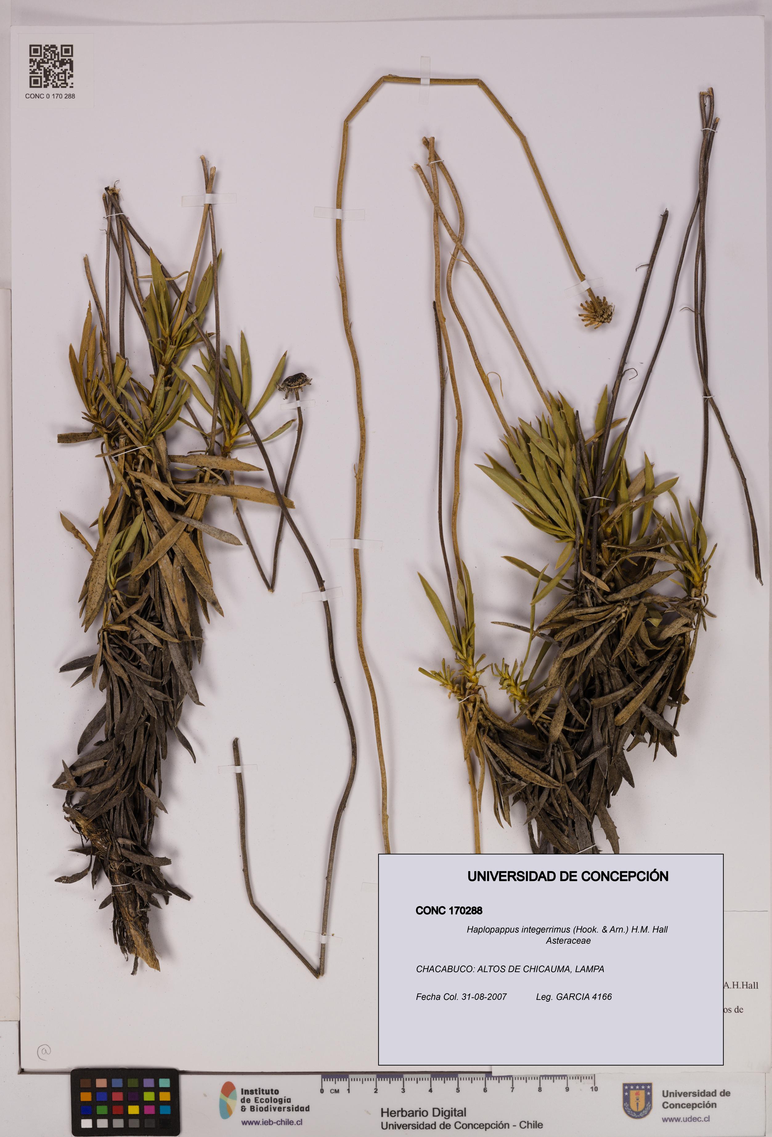 Haplopappus integerrimus [Espécimen: UDEC:CONC:0170288]