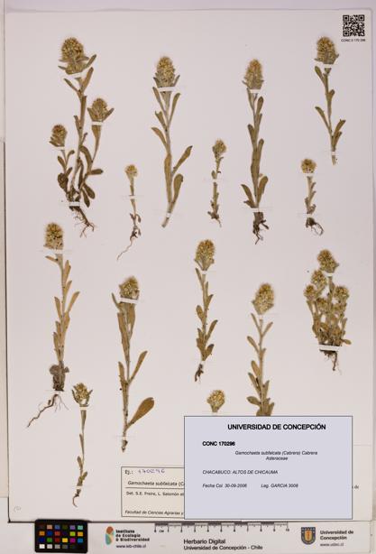 Gamochaeta subfalcata [Espécimen: UDEC:CONC:0170296]