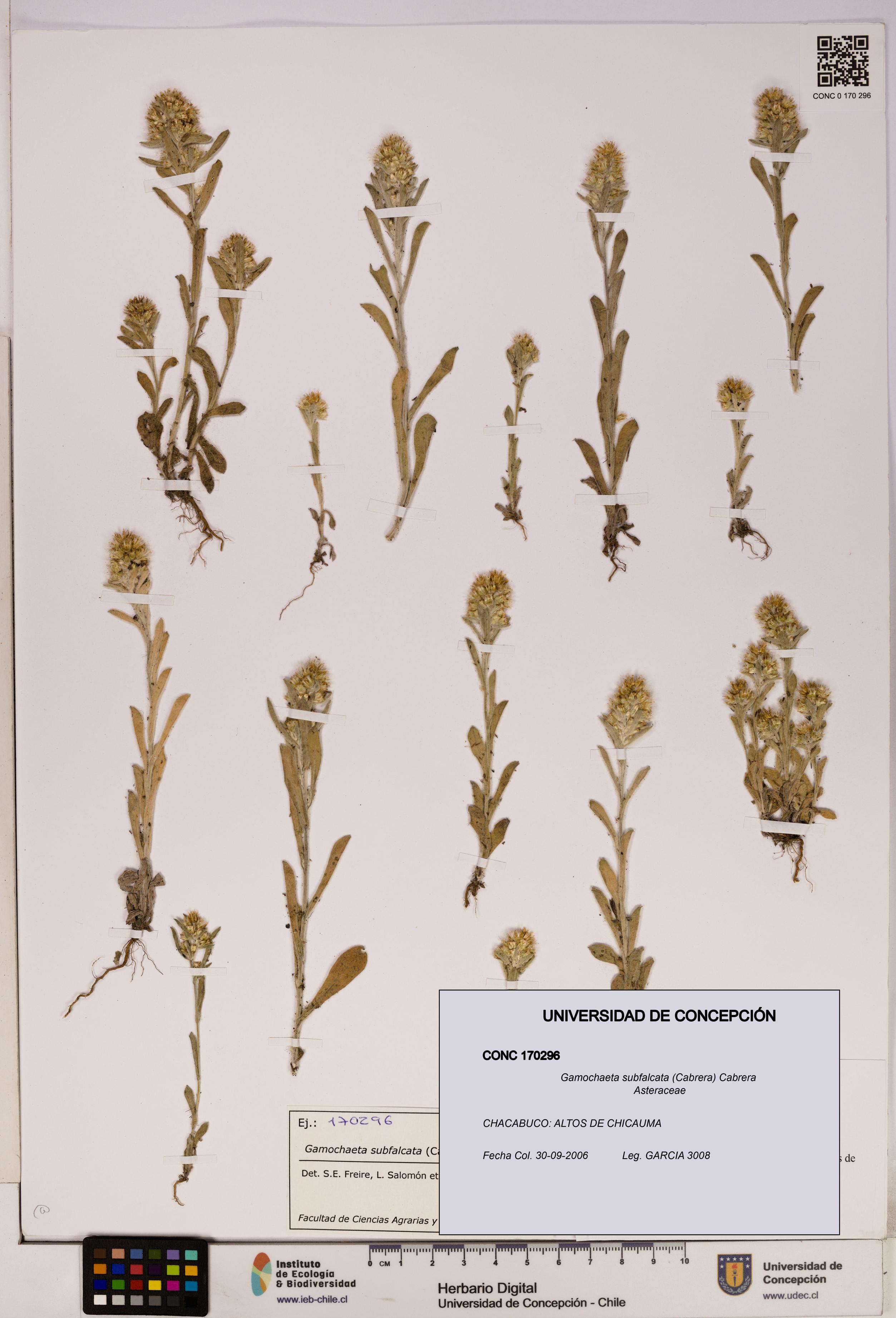 Gamochaeta subfalcata [Espécimen: UDEC:CONC:0170296]