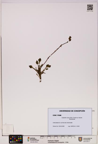 Cistanthe vicina [Espécimen: UDEC:CONC:0170298]