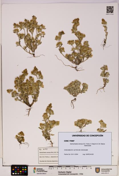 Gamochaeta ramosa [Espécimen: UDEC:CONC:0170307]