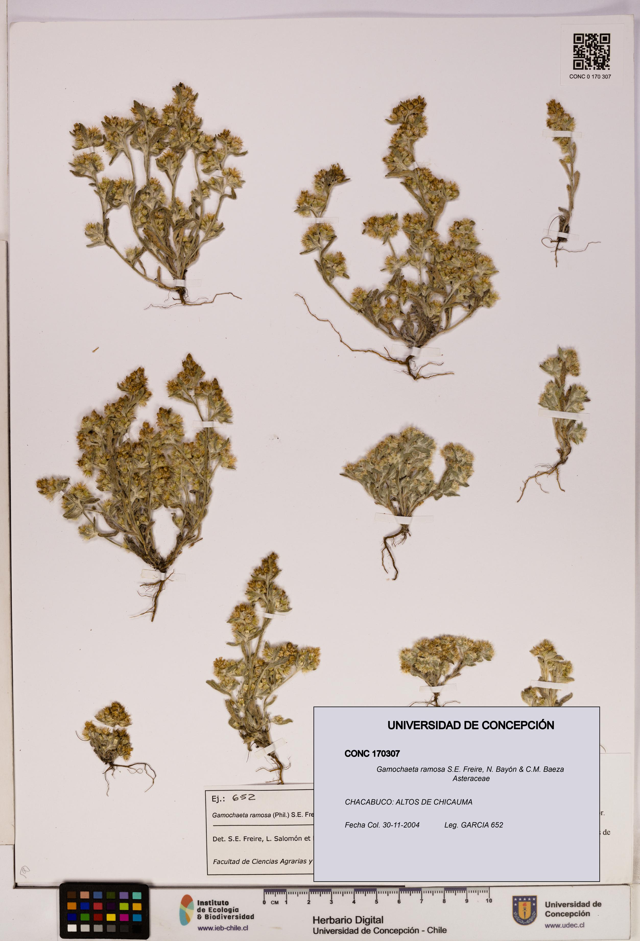 Gamochaeta ramosa [Espécimen: UDEC:CONC:0170307]