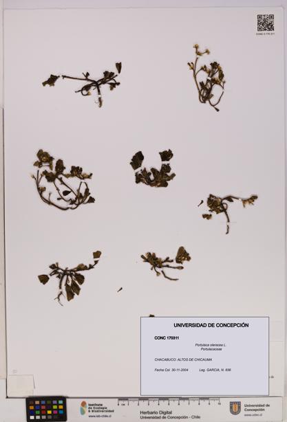 Portulaca oleracea [Espécimen: UDEC:CONC:0170311]