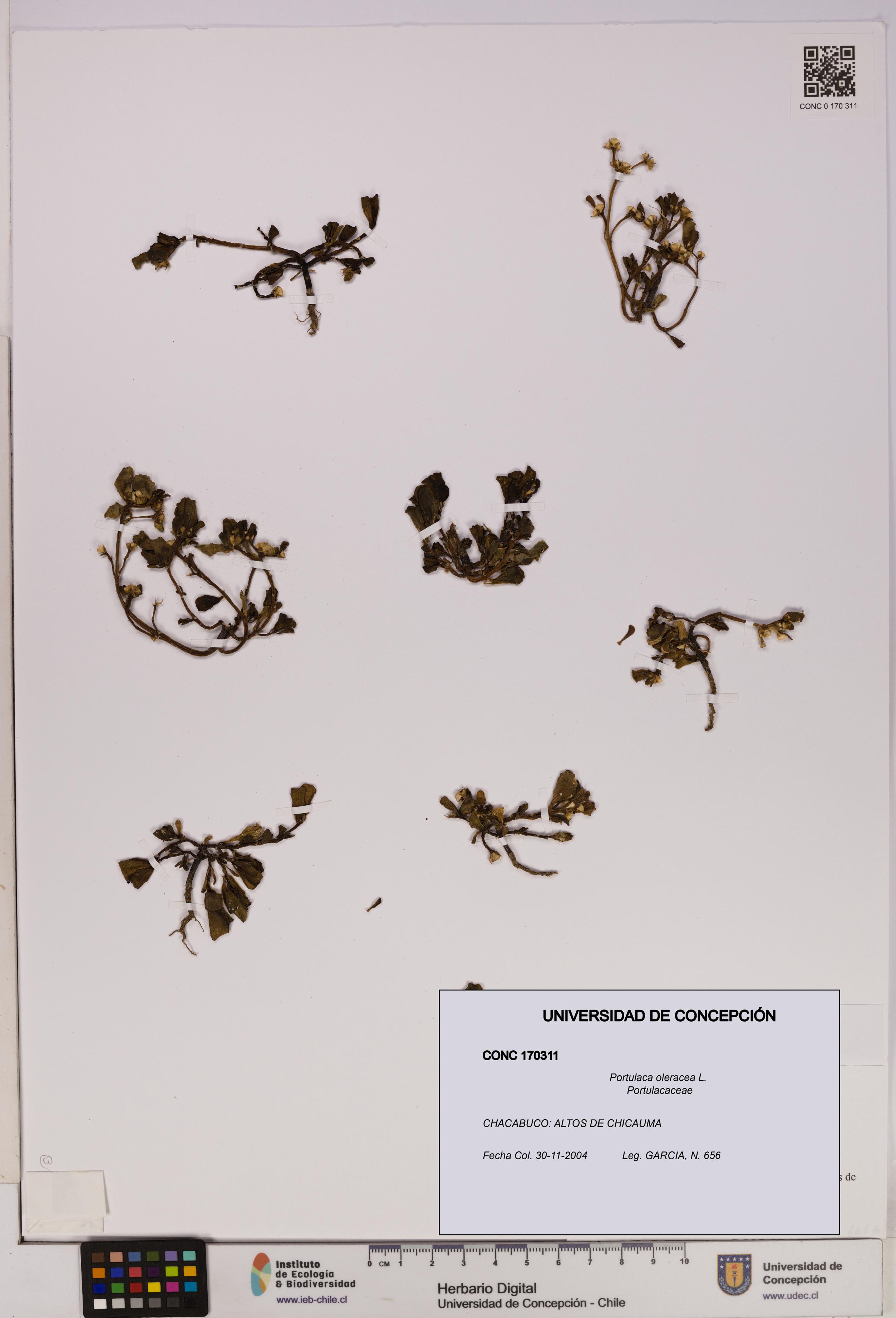 Portulaca oleracea [Espécimen: UDEC:CONC:0170311]