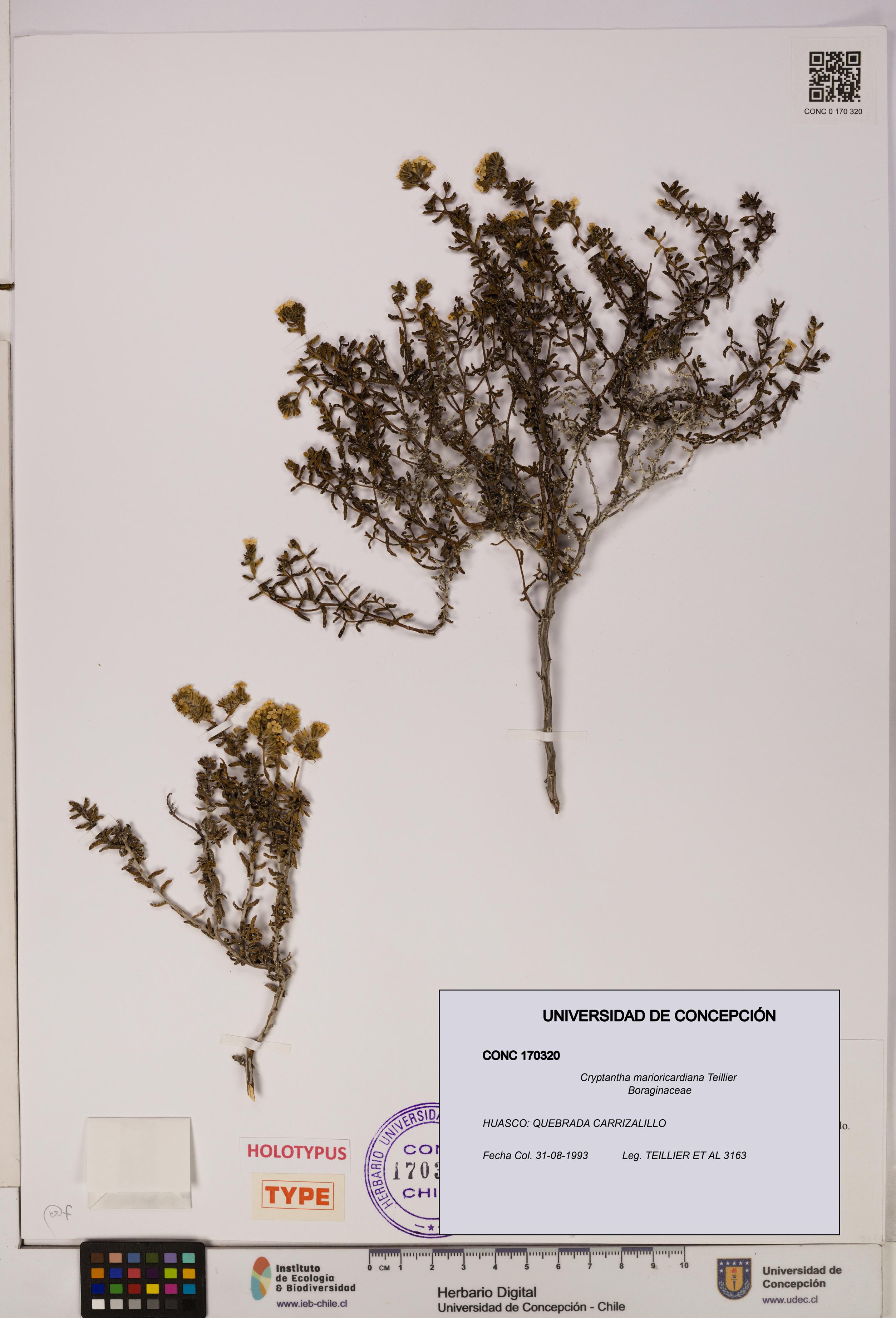 Cryptantha marioricardiana [Espécimen: UDEC:CONC:0170320]