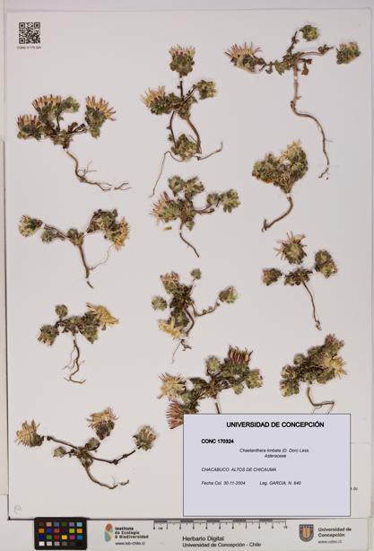 Chaetanthera limbata [Espécimen: UDEC:CONC:0170324]