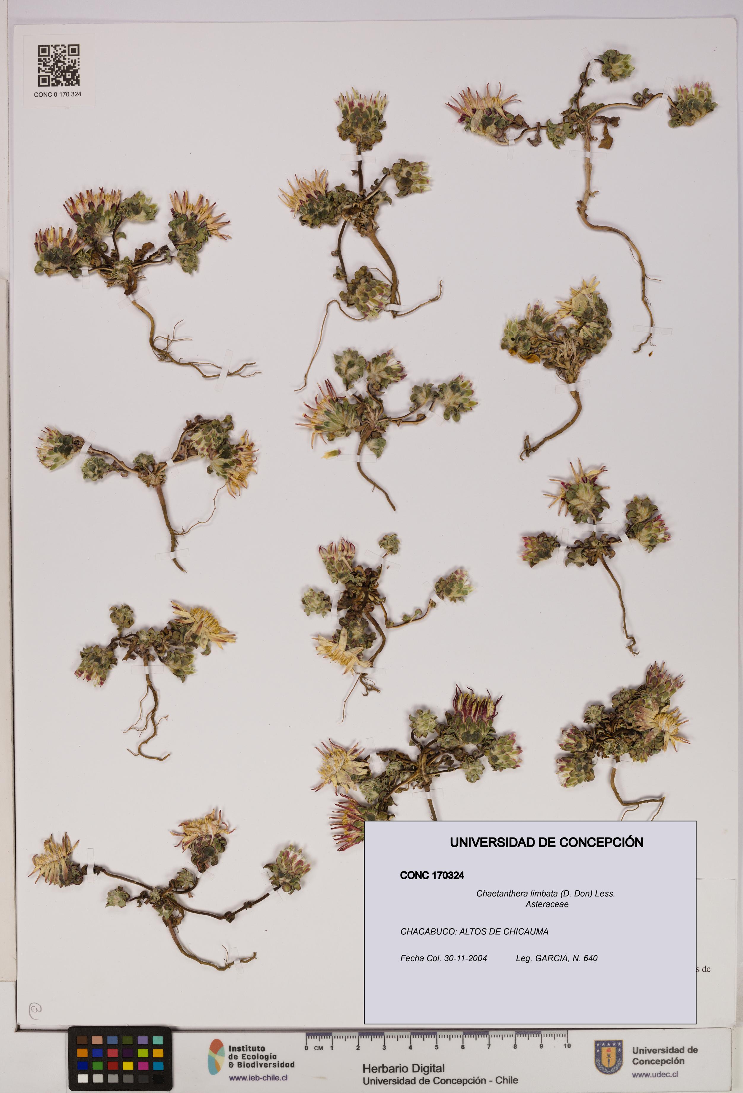 Chaetanthera limbata [Espécimen: UDEC:CONC:0170324]