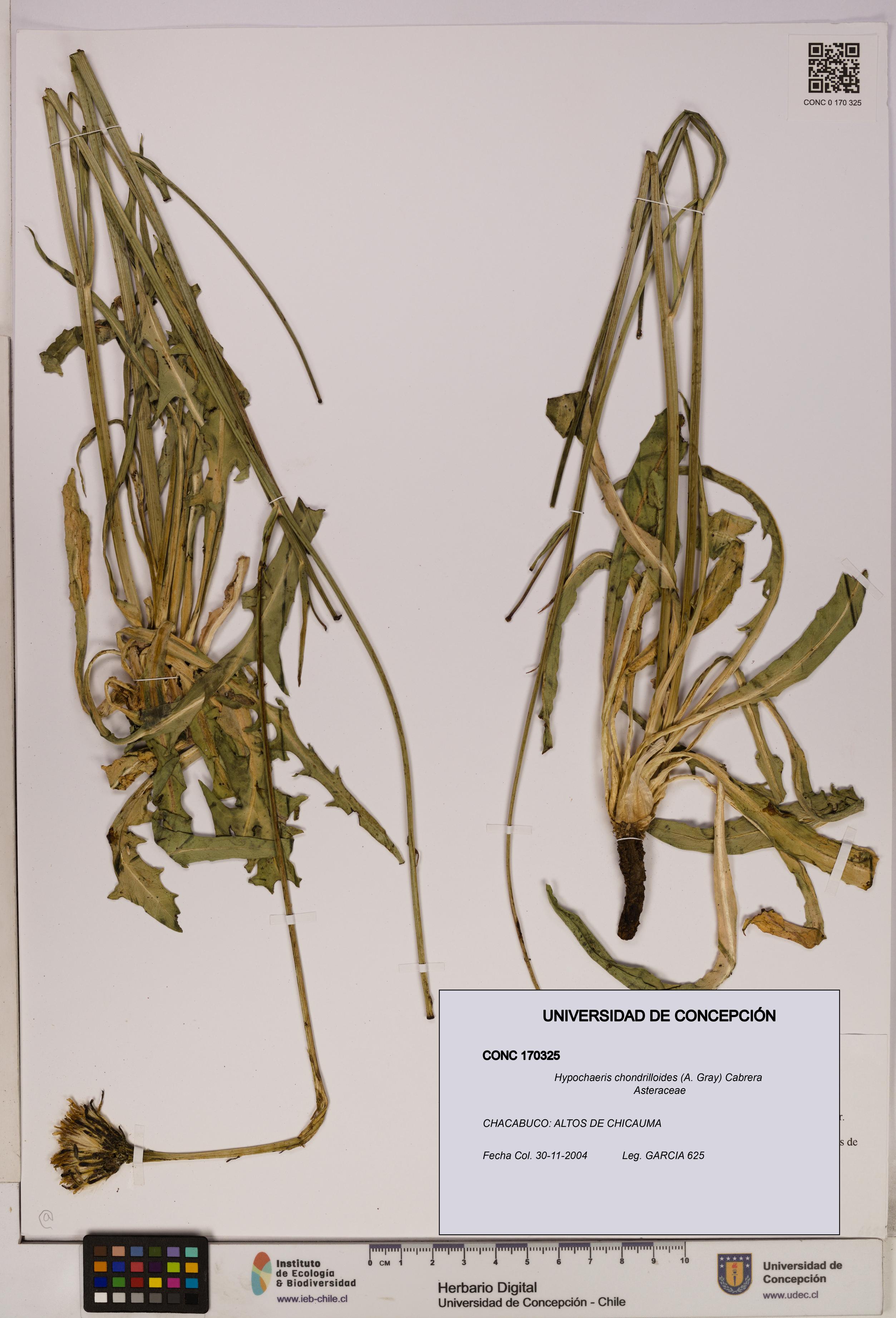 Hypochaeris chondrilloides [Espécimen: UDEC:CONC:0170325]