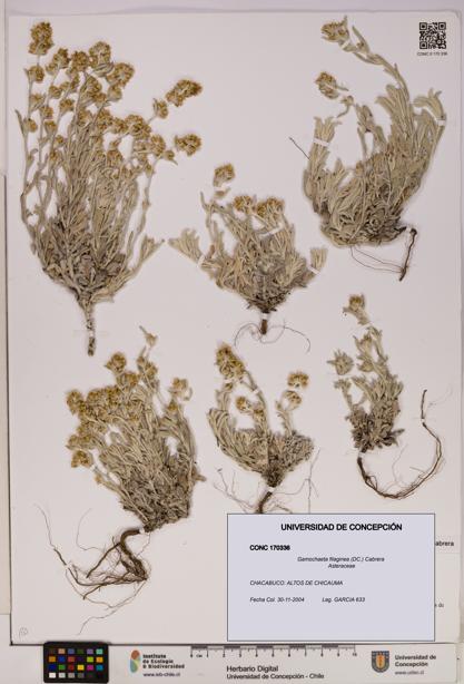 Gamochaeta filaginea [Espécimen: UDEC:CONC:0170336]