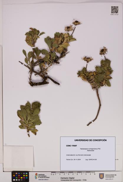Haplopappus ochagavianus [Espécimen: UDEC:CONC:0170337]