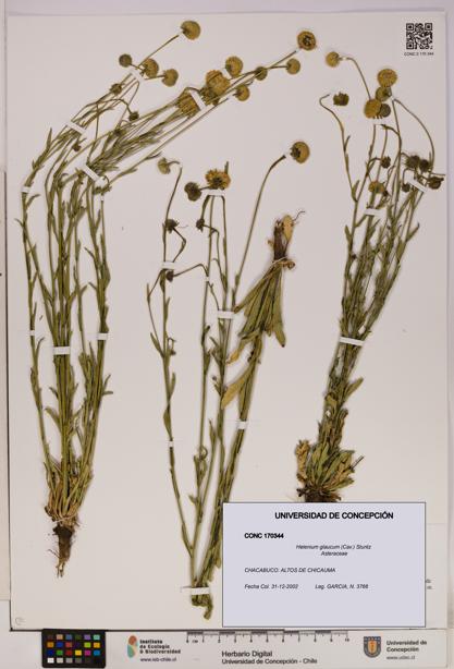 Helenium glaucum [Espécimen: UDEC:CONC:0170344]
