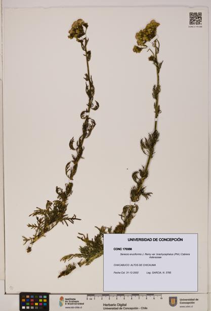 Senecio eruciformis var. brachycephalus [Espécimen: UDEC:CONC:0170356]