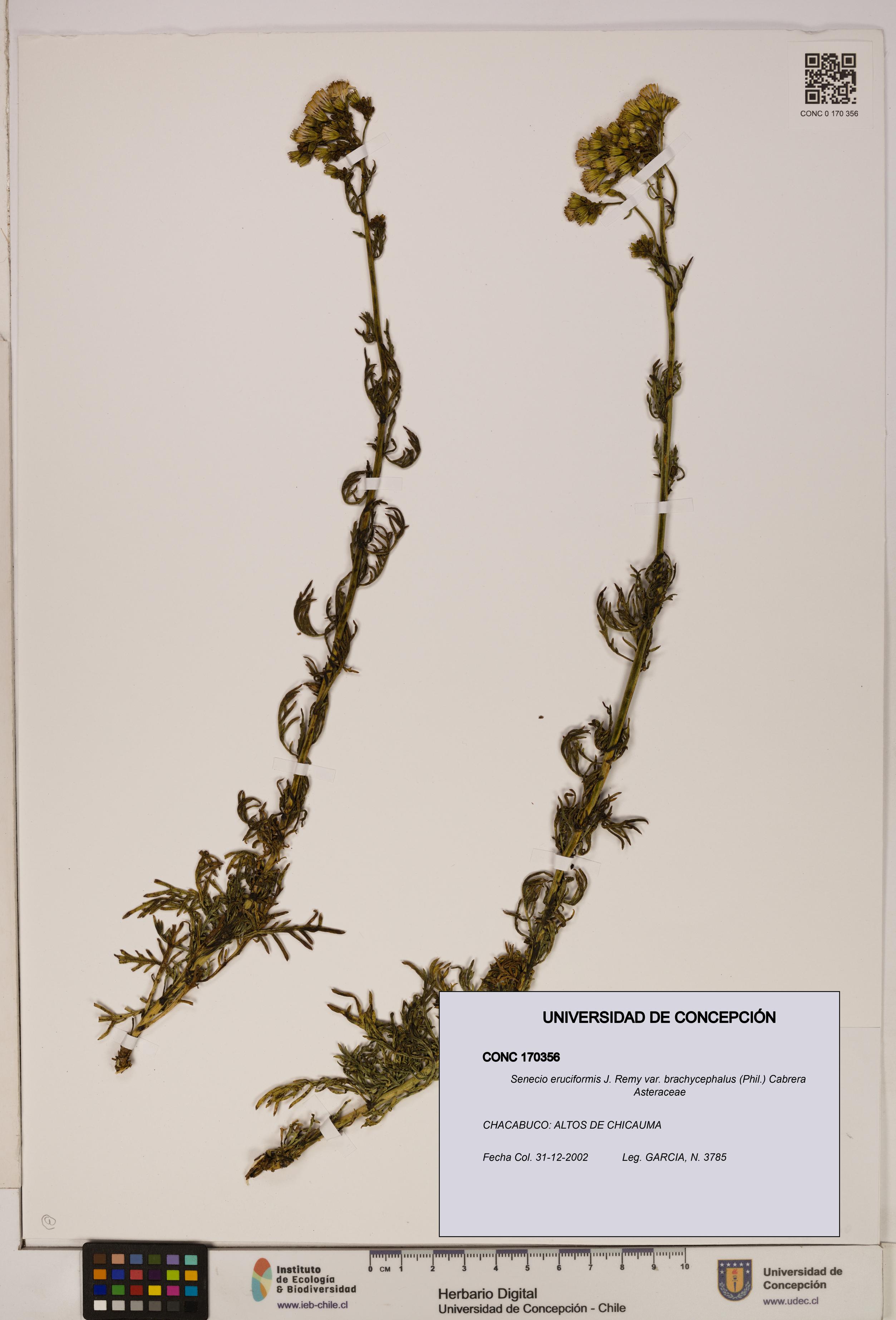 Senecio eruciformis var. brachycephalus [Espécimen: UDEC:CONC:0170356]