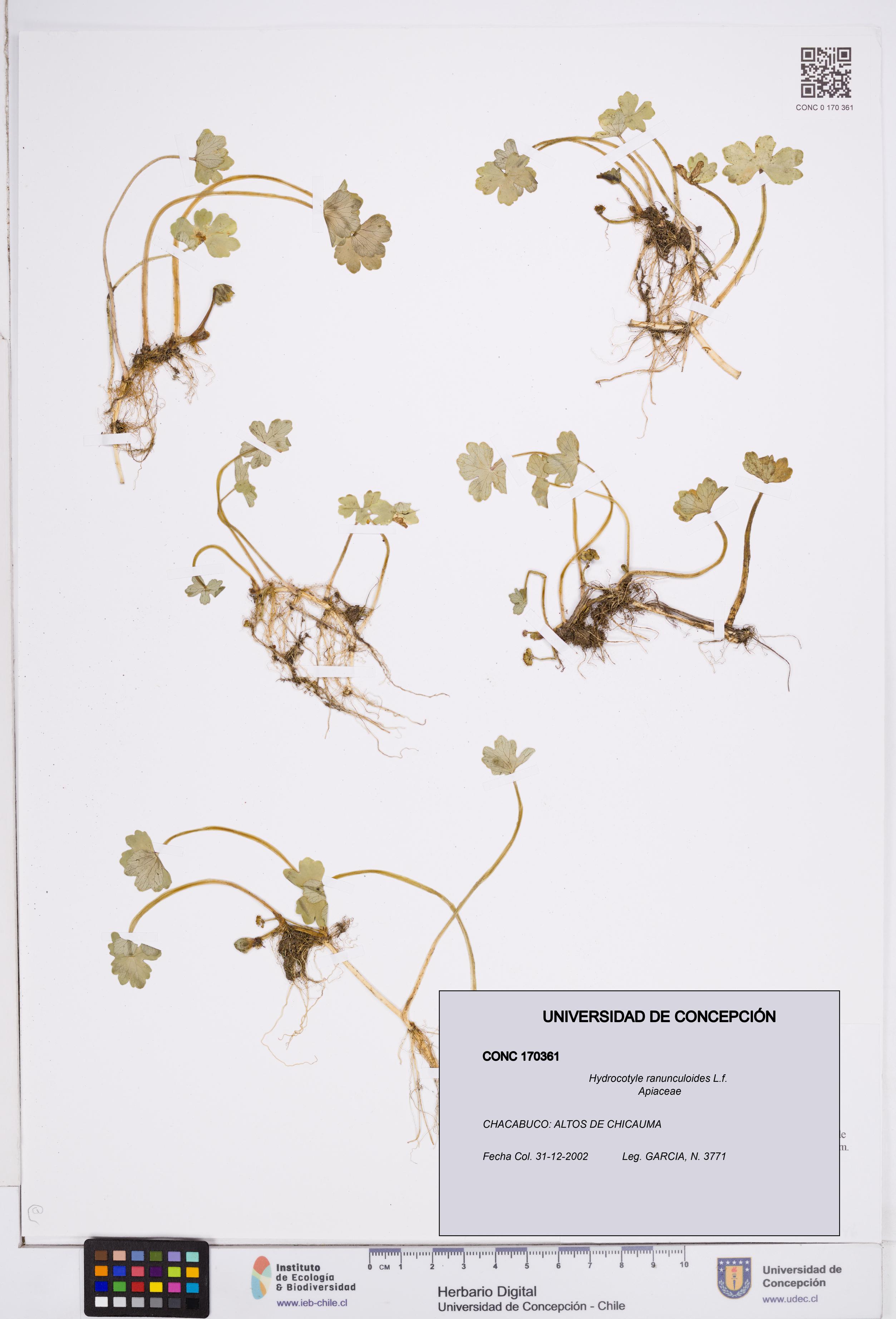 Hydrocotyle ranunculoides [Espécimen: ]