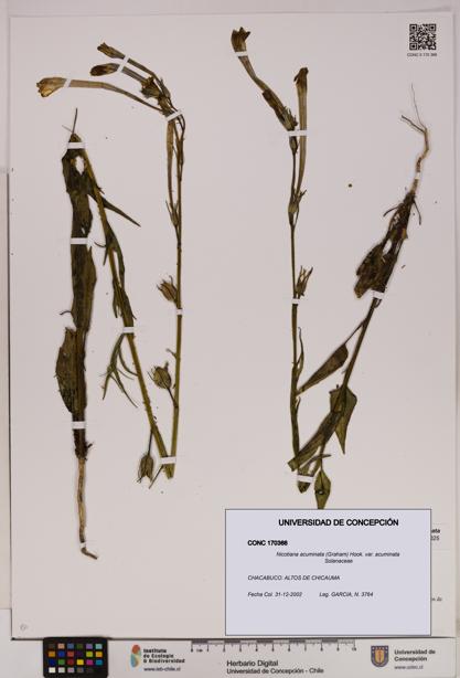 Nicotiana acuminata [Espécimen: UDEC:CONC:0170366]