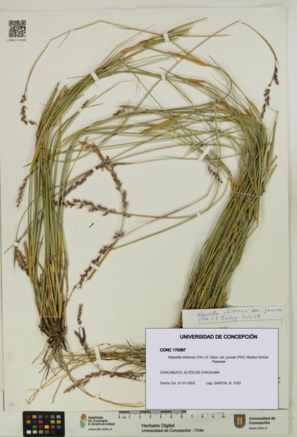 Nassella chilensis var. juncea [Espécimen: UDEC:CONC:0170367]