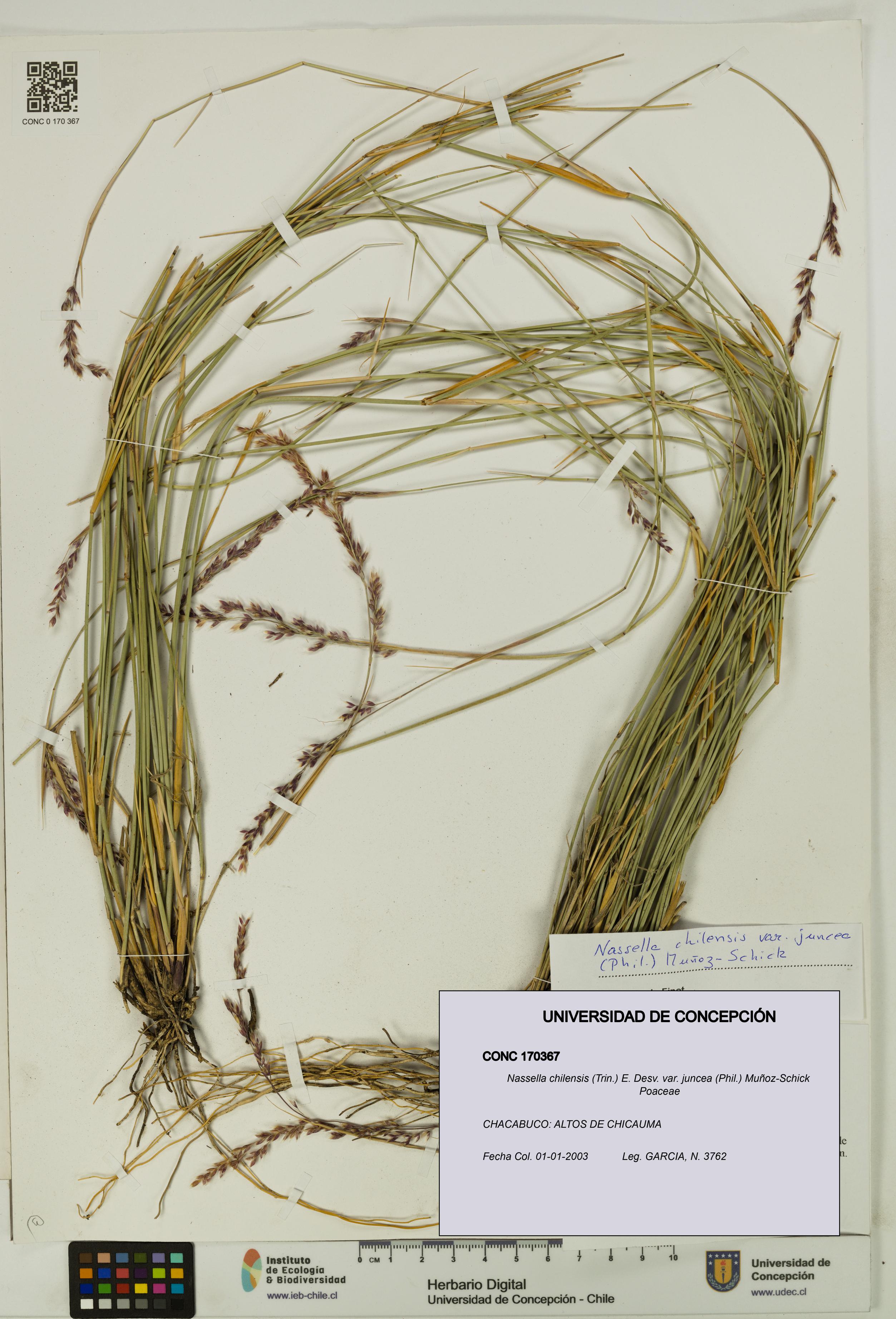 Nassella chilensis var. juncea [Espécimen: UDEC:CONC:0170367]