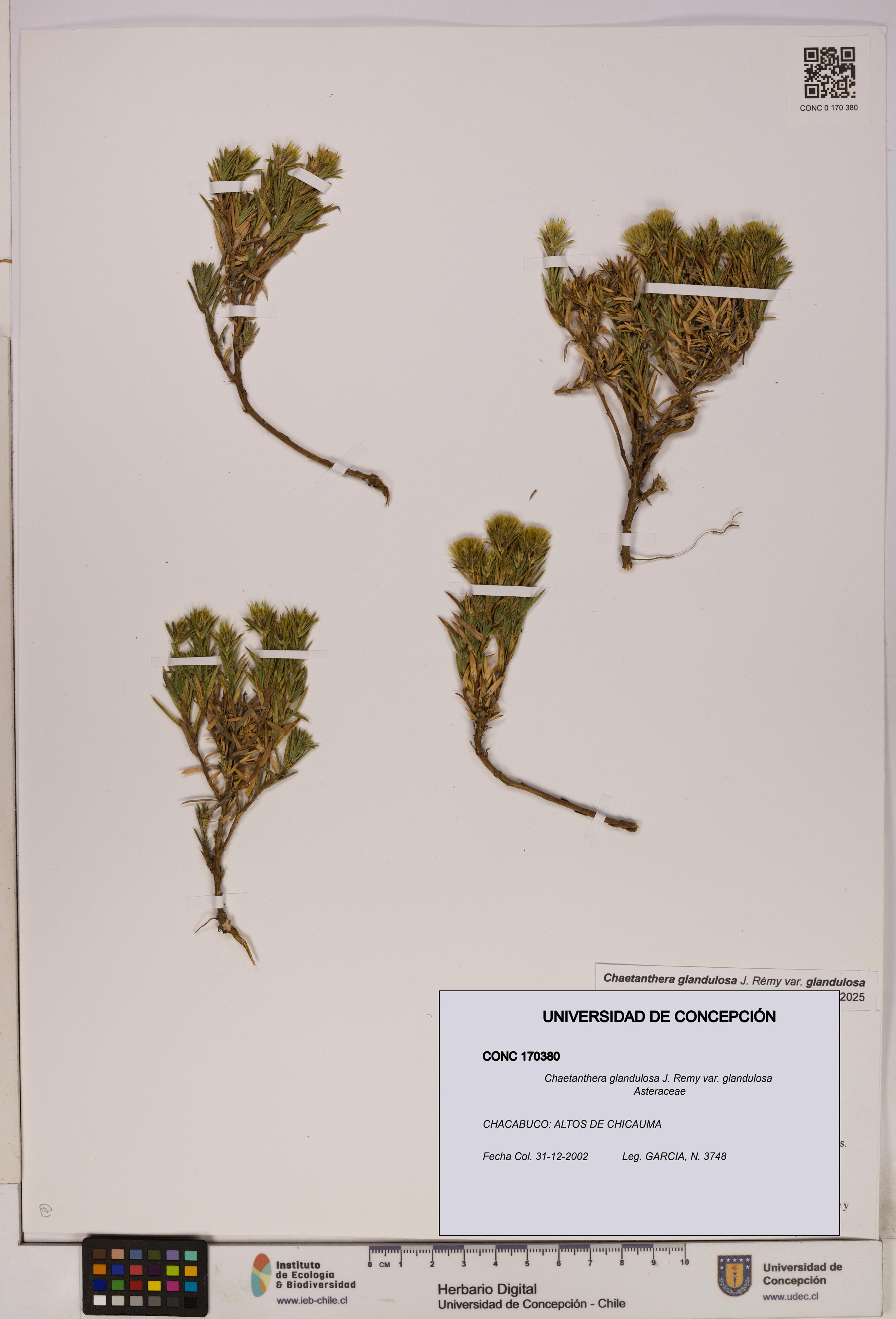 Chaetanthera glandulosa var. glandulosa [Espécimen: UDEC:CONC:0170380]