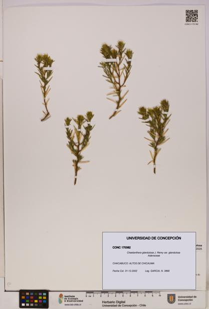 Chaetanthera glandulosa var. glandulosa [Espécimen: UDEC:CONC:0170382]