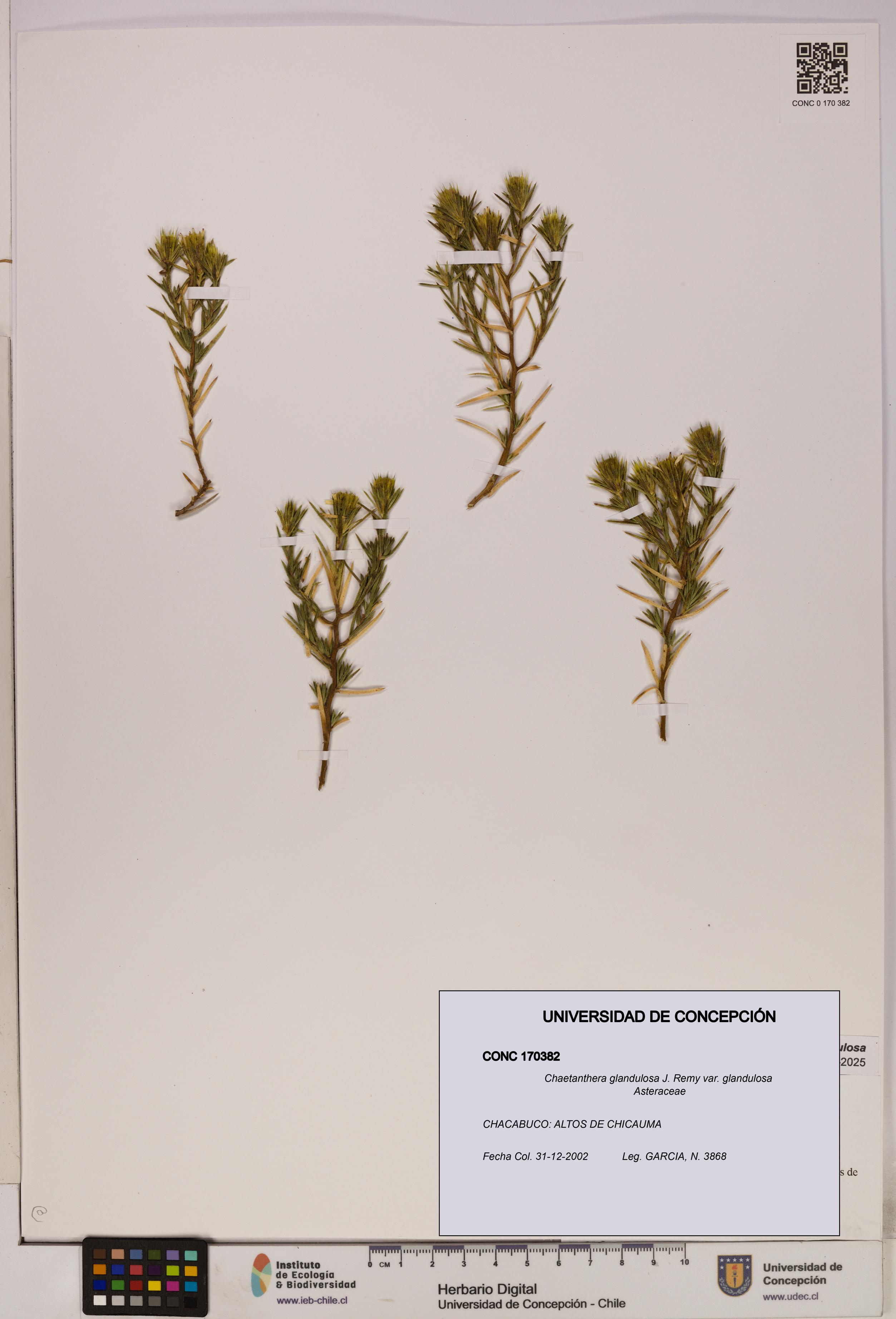 Chaetanthera glandulosa var. glandulosa [Espécimen: UDEC:CONC:0170382]