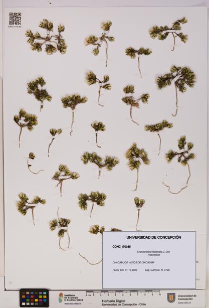 Chaetanthera flabellata [Espécimen: UDEC:CONC:0170385]