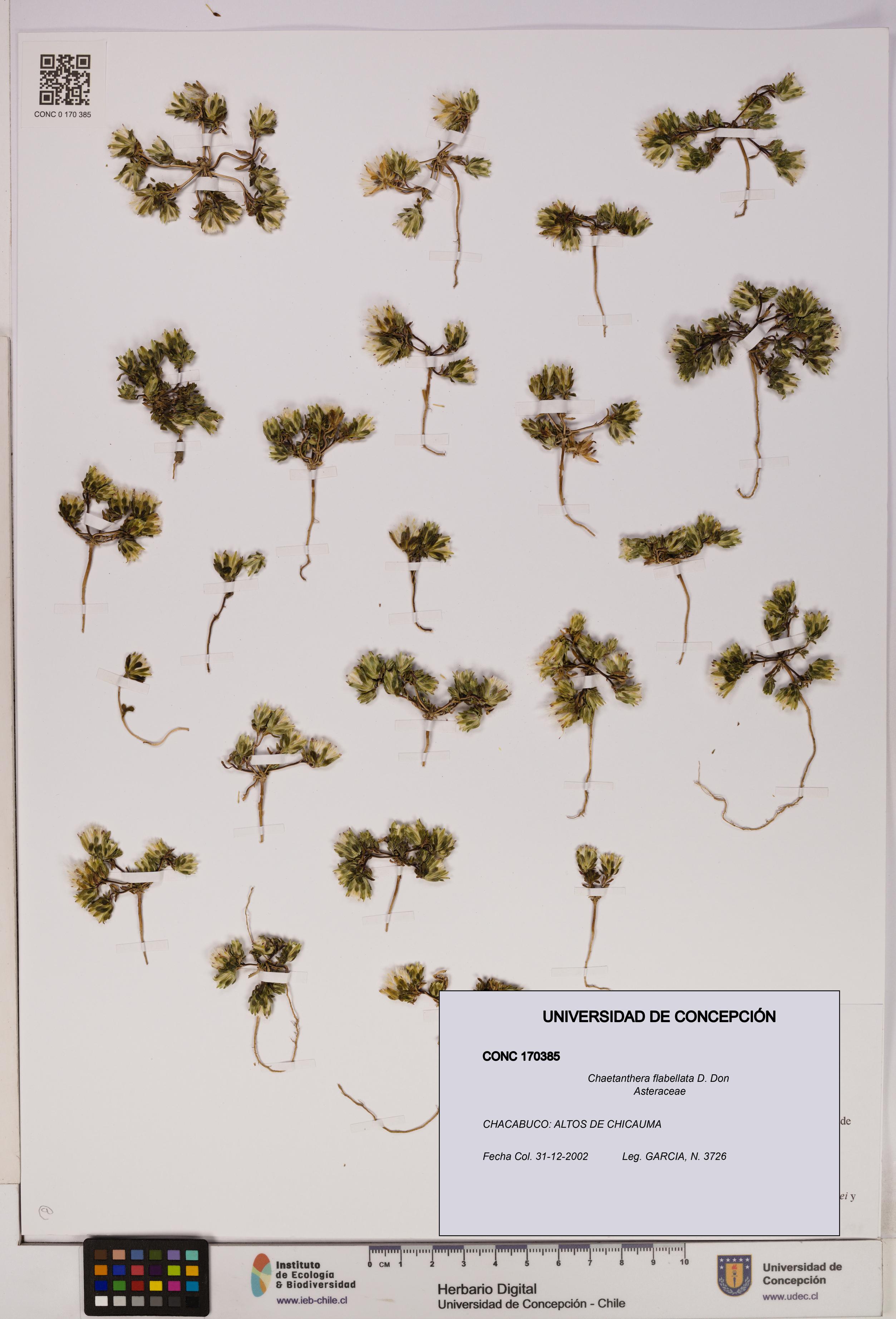 Chaetanthera flabellata [Espécimen: UDEC:CONC:0170385]