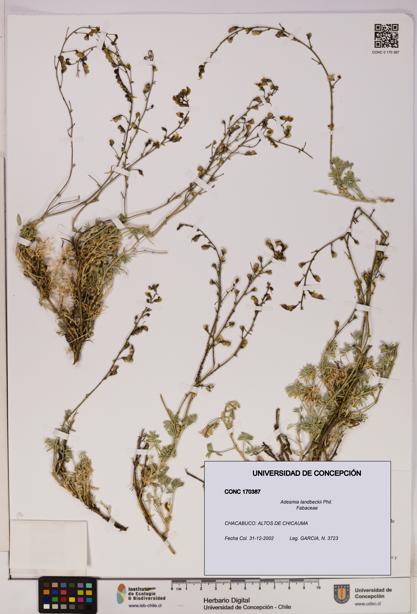 Adesmia landbeckii [Espécimen: UDEC:CONC:0170387]