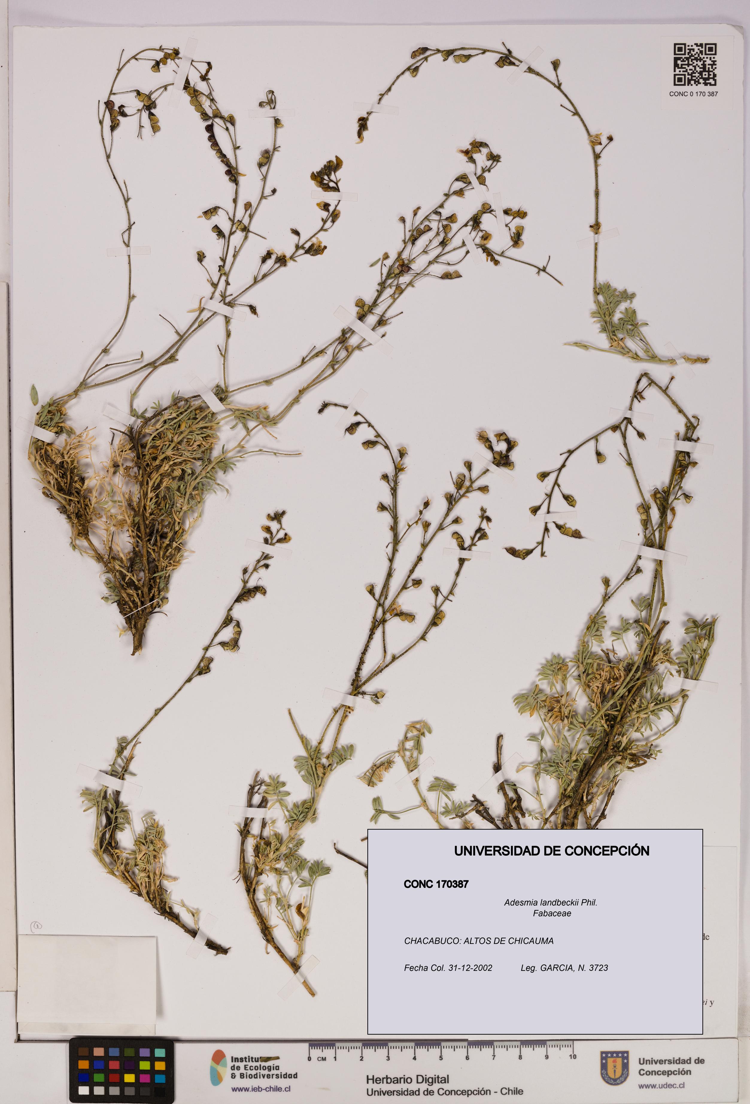 Adesmia landbeckii [Espécimen: UDEC:CONC:0170387]