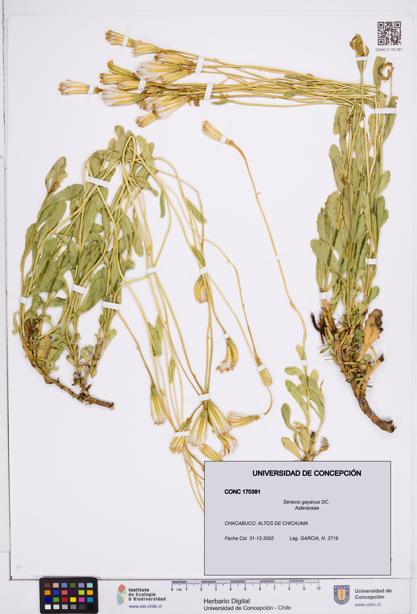 Senecio gayanus [Espécimen: ]